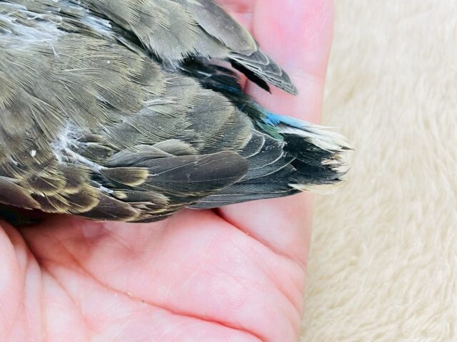 美しい羽模様✨️✨アキクサインコちゃん❣️(ノーマル)ヒナ アキクサインコ(秋草インコ)