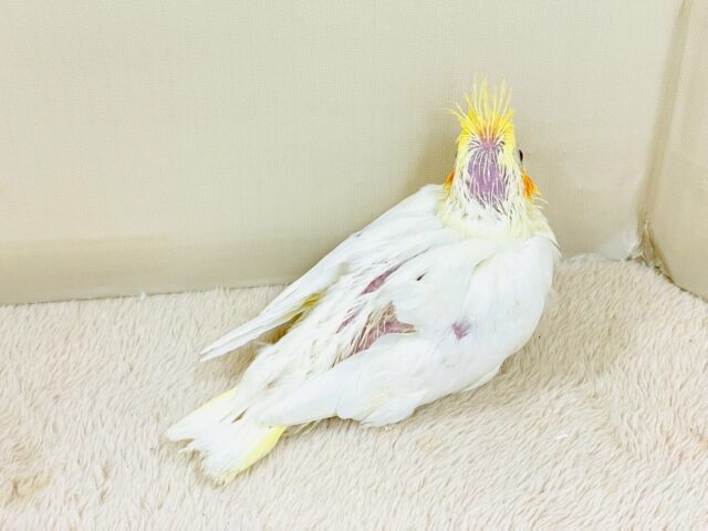 立派な冠羽に可愛いチーク🍊🧡オカメインコちゃん❣️(ルチノー)ヒナ オカメインコ