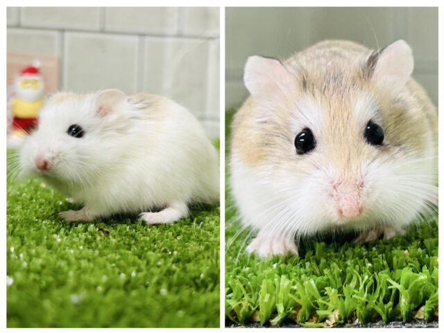 コロコロすもーるムスター　ロボロフスキーハムスター