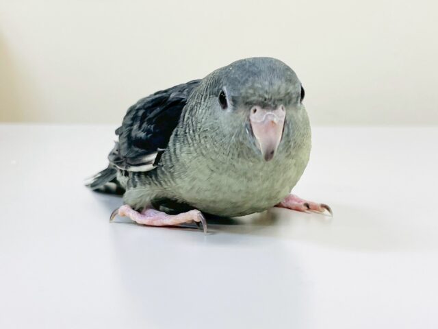 サザナミインコ