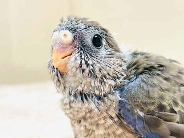 美しい羽模様✨️✨アキクサインコちゃん❣️(ノーマル)ヒナ アキクサインコ(秋草インコ)