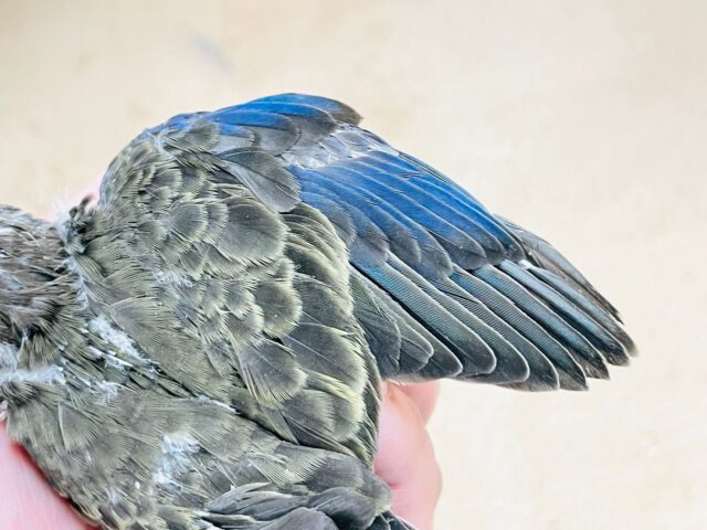 美しい羽模様✨️✨アキクサインコちゃん❣️(ノーマル)ヒナ アキクサインコ(秋草インコ)