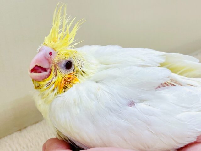 立派な冠羽に可愛いチーク🍊🧡オカメインコちゃん❣️(ルチノー)ヒナ オカメインコ