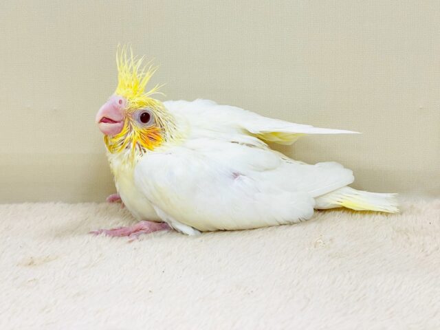 立派な冠羽に可愛いチーク🍊🧡オカメインコちゃん❣️(ルチノー)ヒナ オカメインコ