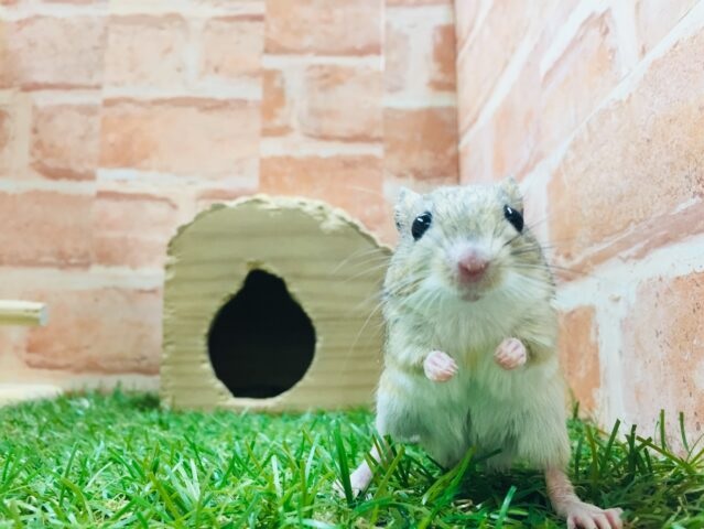 もちもちジャンボジャービル💗💗💗　