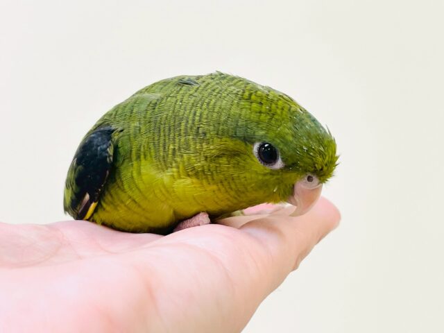 サザナミインコ