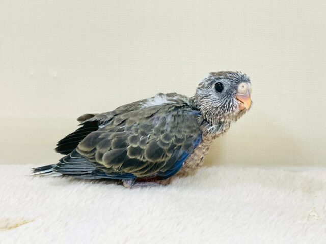 美しい羽模様✨️✨アキクサインコちゃん❣️(ノーマル)ヒナ アキクサインコ(秋草インコ)