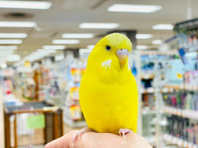 ジャンボセキセイインコ
