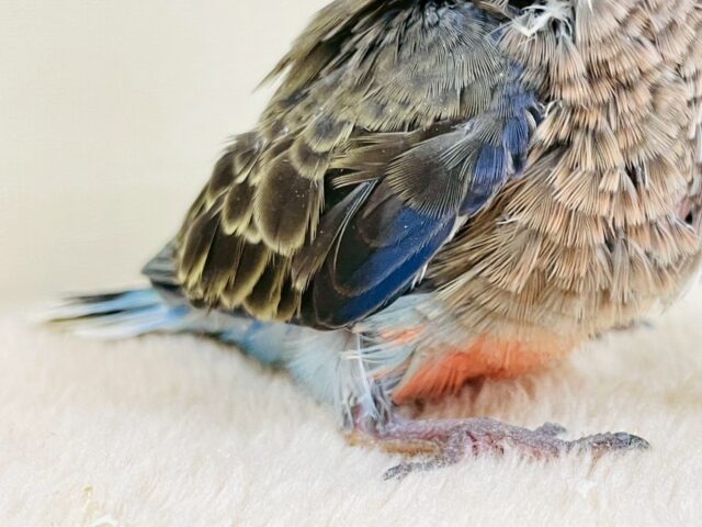 美しい羽模様✨️✨アキクサインコちゃん❣️(ノーマル)ヒナ アキクサインコ(秋草インコ)