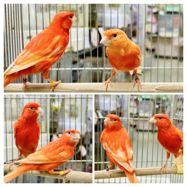 今年最後！？赤カナリアのペアがやってきました♪♪　赤カナリア