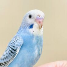 上品なブルー🦋🌧セキセイインコ(オパーリン)ヒナ