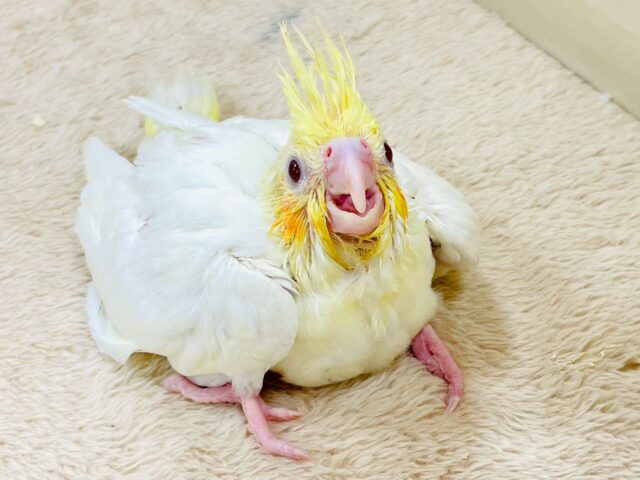 立派な冠羽に可愛いチーク🍊🧡オカメインコちゃん❣️(ルチノー)ヒナ オカメインコ