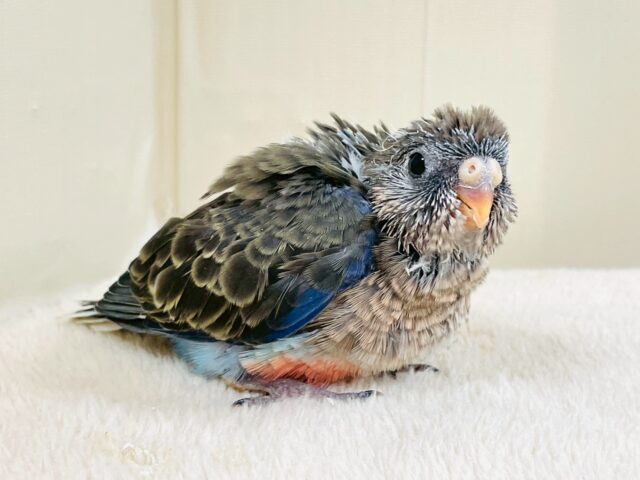 美しい羽模様✨️✨アキクサインコちゃん❣️(ノーマル)ヒナ アキクサインコ(秋草インコ)