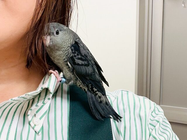 サザナミインコ