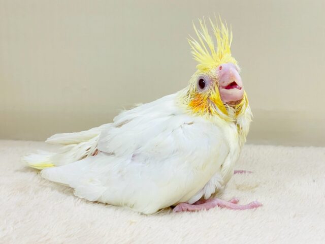 立派な冠羽に可愛いチーク🍊🧡オカメインコちゃん❣️(ルチノー)ヒナ オカメインコ