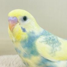 お腹のまぜこぜカラーが魅力だよっ❣️セキセイインコ(パステルカラーレインボー)ヒナ