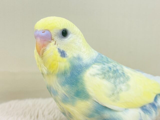 お腹のまぜこぜカラーが魅力だよっ❣️セキセイインコ(パステルカラーレインボー)ヒナ