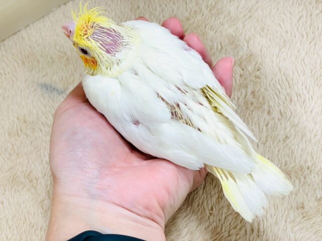立派な冠羽に可愛いチーク🍊🧡オカメインコちゃん❣️(ルチノー)ヒナ オカメインコ