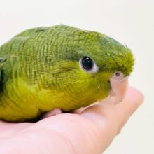 【最新画像】元気いっぱい登場💚サザナミインコ（ダークグリーン）