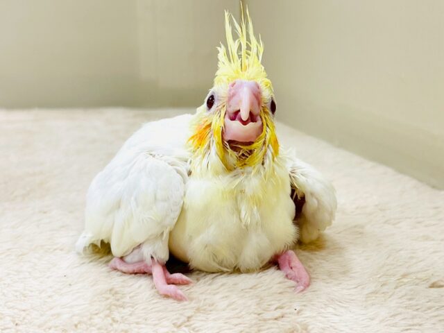 立派な冠羽に可愛いチーク🍊🧡オカメインコちゃん❣️(ルチノー)ヒナ オカメインコ