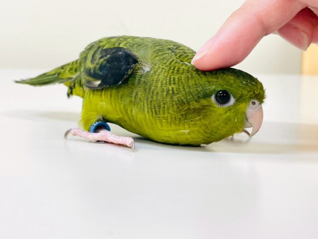 サザナミインコ