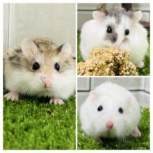 寒い時期は仲良くおしくらまんじゅう(●´ω｀●)　ロボロフスキーハムスター