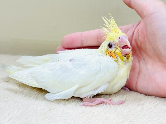 立派な冠羽に可愛いチーク🍊🧡オカメインコちゃん❣️(ルチノー)ヒナ オカメインコ