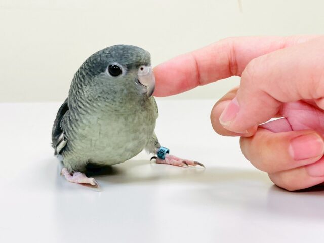サザナミインコ