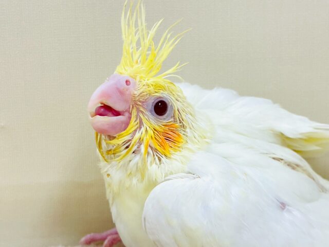 立派な冠羽に可愛いチーク🍊🧡オカメインコちゃん❣️(ルチノー)ヒナ オカメインコ
