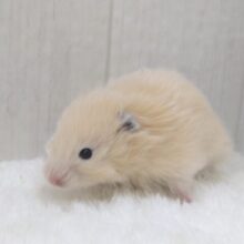 レアです！ベージュカラーのふわふわわたあめ君、長毛ハムスター🐹