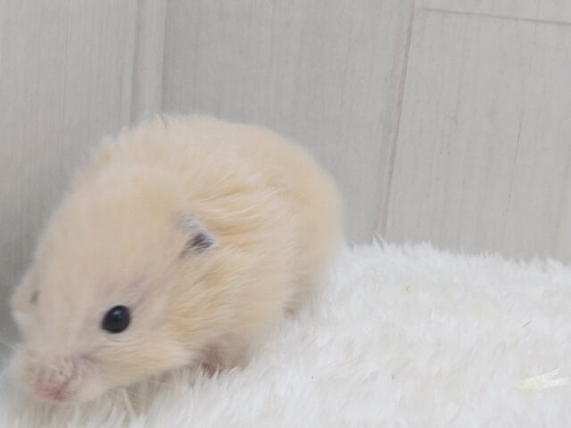 レアです!ベージュカラーのふわふわわたあめ君、長毛ハムスター🐹 ゴールデンハムスター