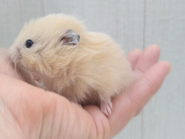 レアです!ベージュカラーのふわふわわたあめ君、長毛ハムスター🐹 ゴールデンハムスター