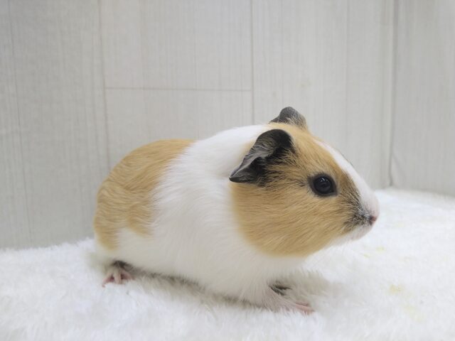 イングリッシュモルモット