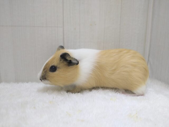 イングリッシュモルモット