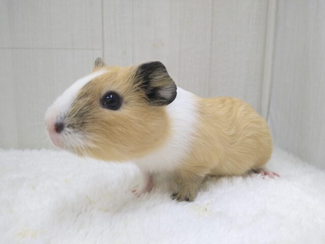 イングリッシュモルモット