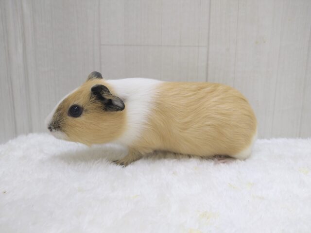 イングリッシュモルモット