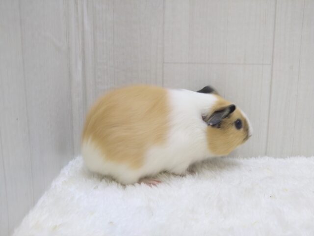 イングリッシュモルモット