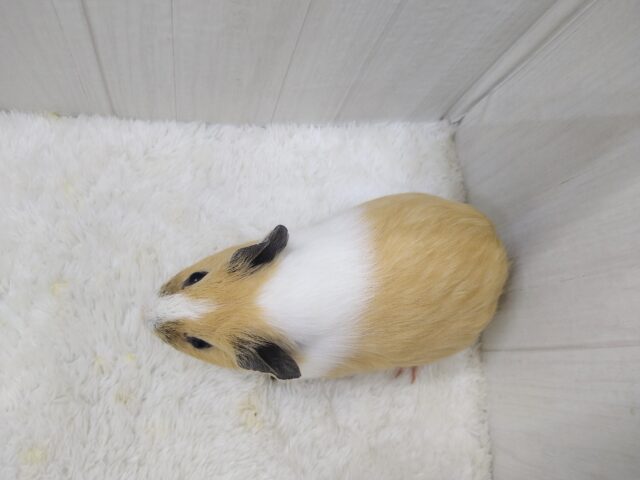 イングリッシュモルモット