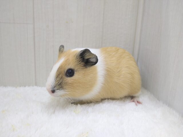 イングリッシュモルモット