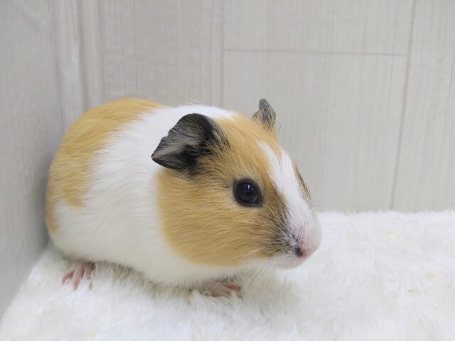 ツルリンフォルムがステキですく✨イングリッシュモルモットさん