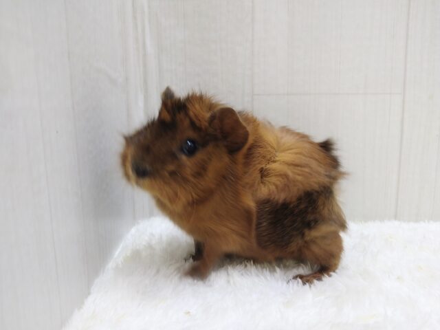 わちゃわちゃ毛のモルモットさん来ました!アビシニアンモルモットさん アビシニアンモルモット