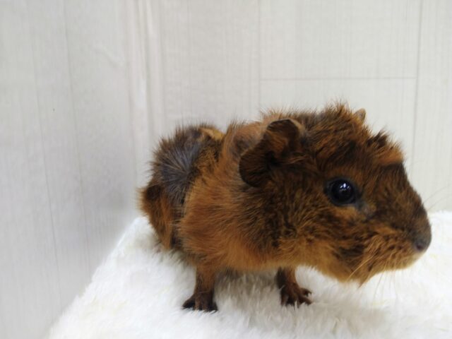 わちゃわちゃ毛のモルモットさん来ました!アビシニアンモルモットさん アビシニアンモルモット