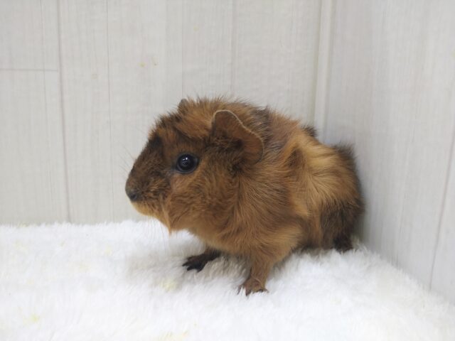 わちゃわちゃ毛のモルモットさん来ました!アビシニアンモルモットさん アビシニアンモルモット