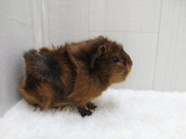 わちゃわちゃ毛のモルモットさん来ました!アビシニアンモルモットさん アビシニアンモルモット