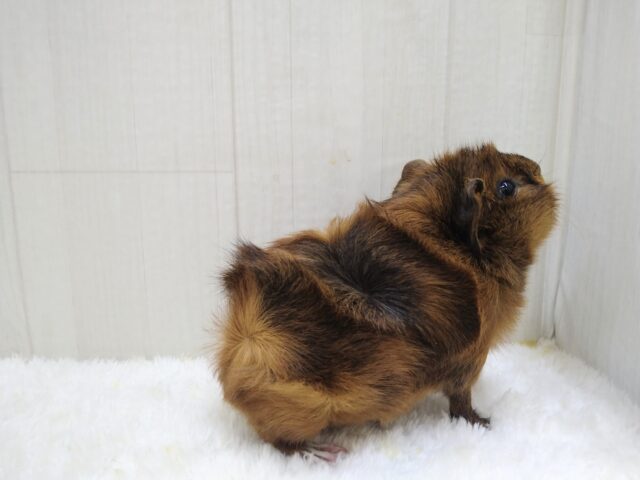 わちゃわちゃ毛のモルモットさん来ました!アビシニアンモルモットさん アビシニアンモルモット
