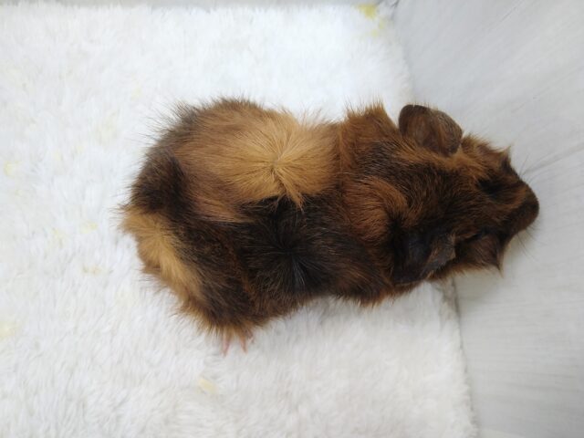 わちゃわちゃ毛のモルモットさん来ました!アビシニアンモルモットさん アビシニアンモルモット