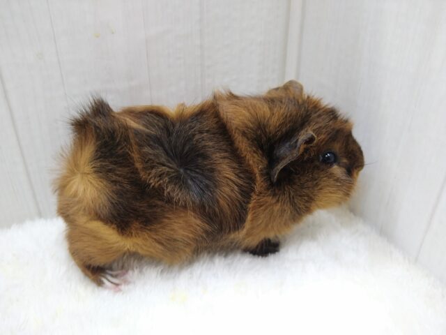 わちゃわちゃ毛のモルモットさん来ました！アビシニアンモルモットさん
