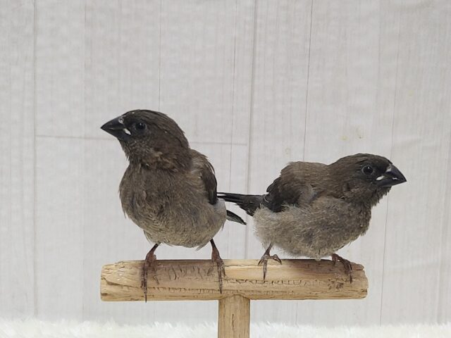 おそらく当店初🎉ヨーロッパ十姉妹ヒナさん ヨーロッパ十姉妹