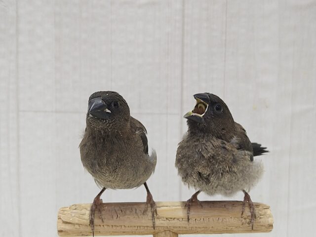 おそらく当店初🎉ヨーロッパ十姉妹ヒナさん ヨーロッパ十姉妹