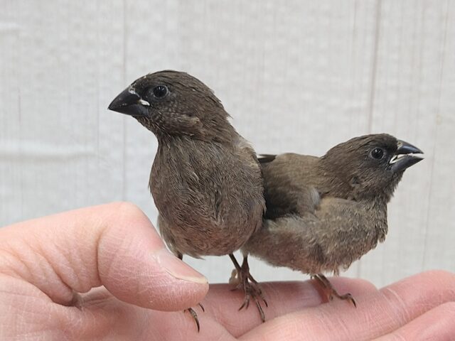 おそらく当店初🎉ヨーロッパ十姉妹ヒナさん ヨーロッパ十姉妹